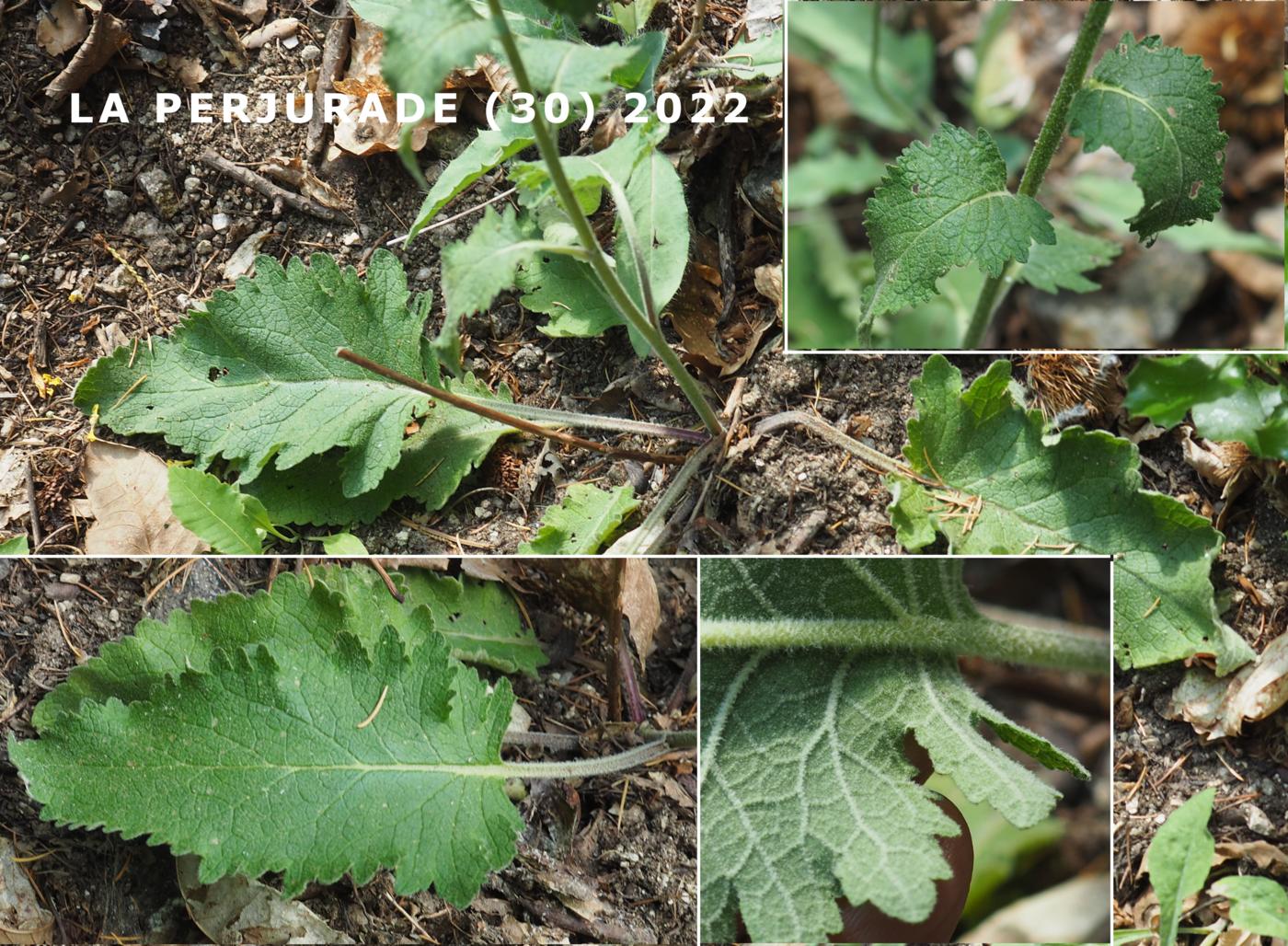 Mullein, Branched leaf